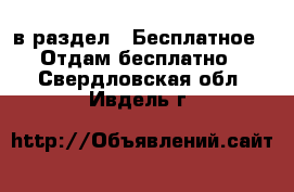  в раздел : Бесплатное » Отдам бесплатно . Свердловская обл.,Ивдель г.